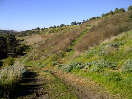 Site before seedling installation